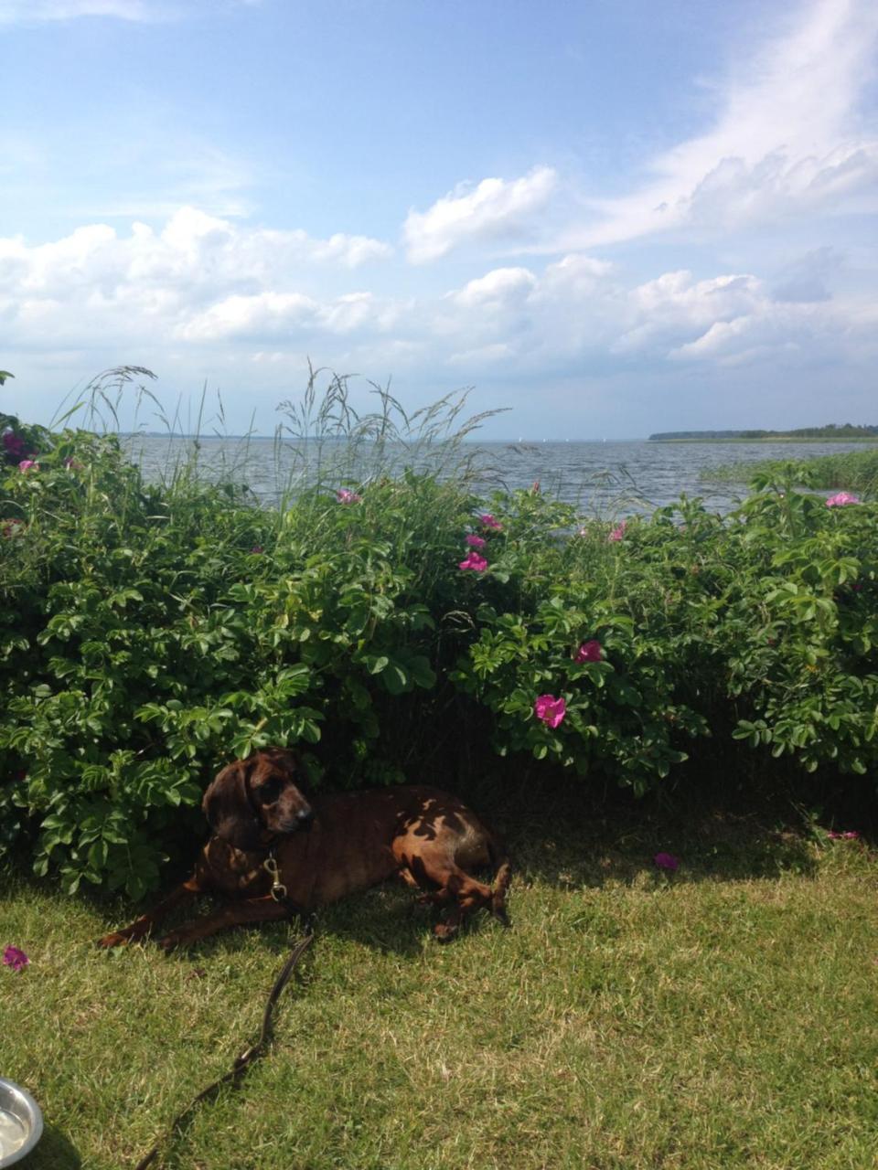 Urlaubsglueck Familien- & Hunde-Paradies Rankwitz Exterior photo